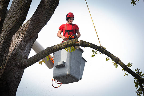 Trusted Chesapeake Beach, MD Tree Services Experts